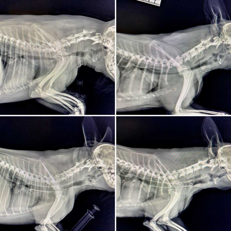 zapadalnosc-tchawicy-u-psa-rasy-yorkshire-terrier-diagnostyka-leczenie