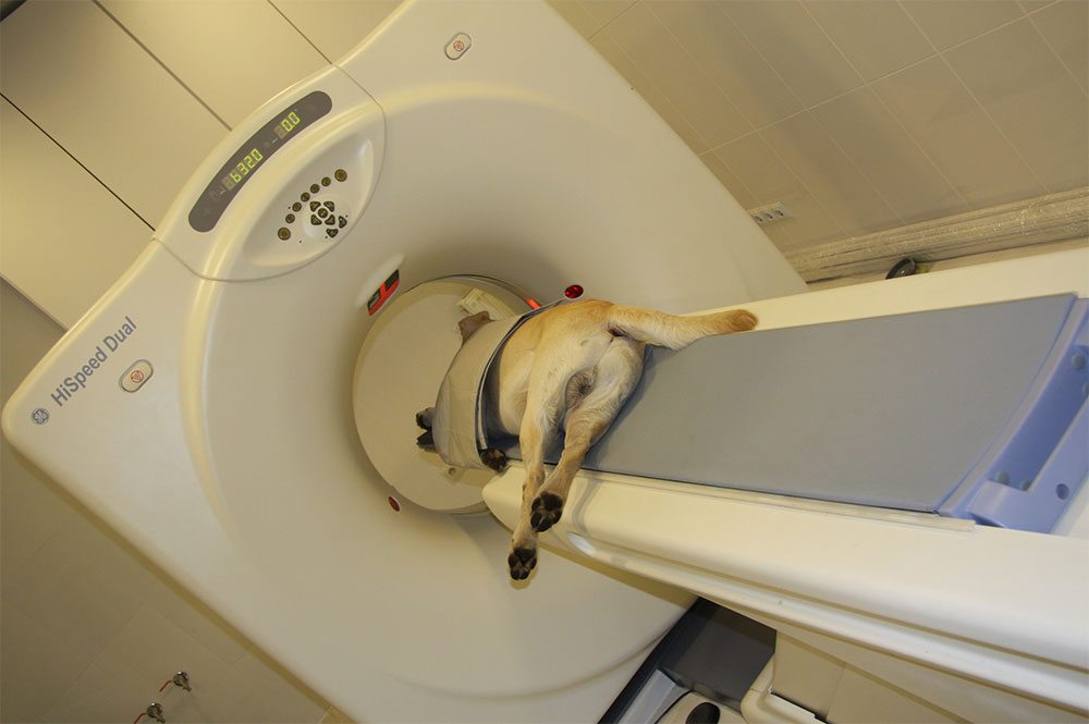 Tomografia u psa