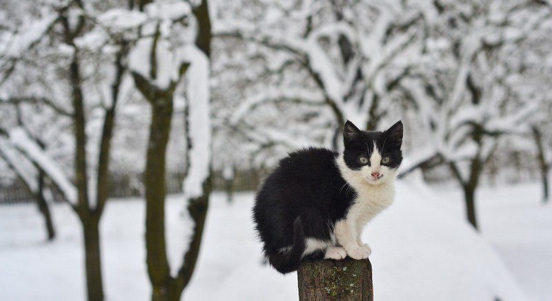 Kot w śniegu