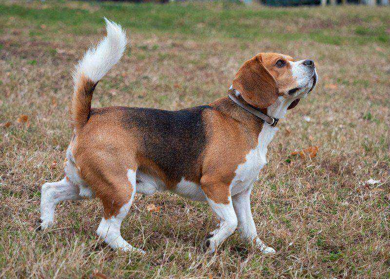 Pies rasy beagle